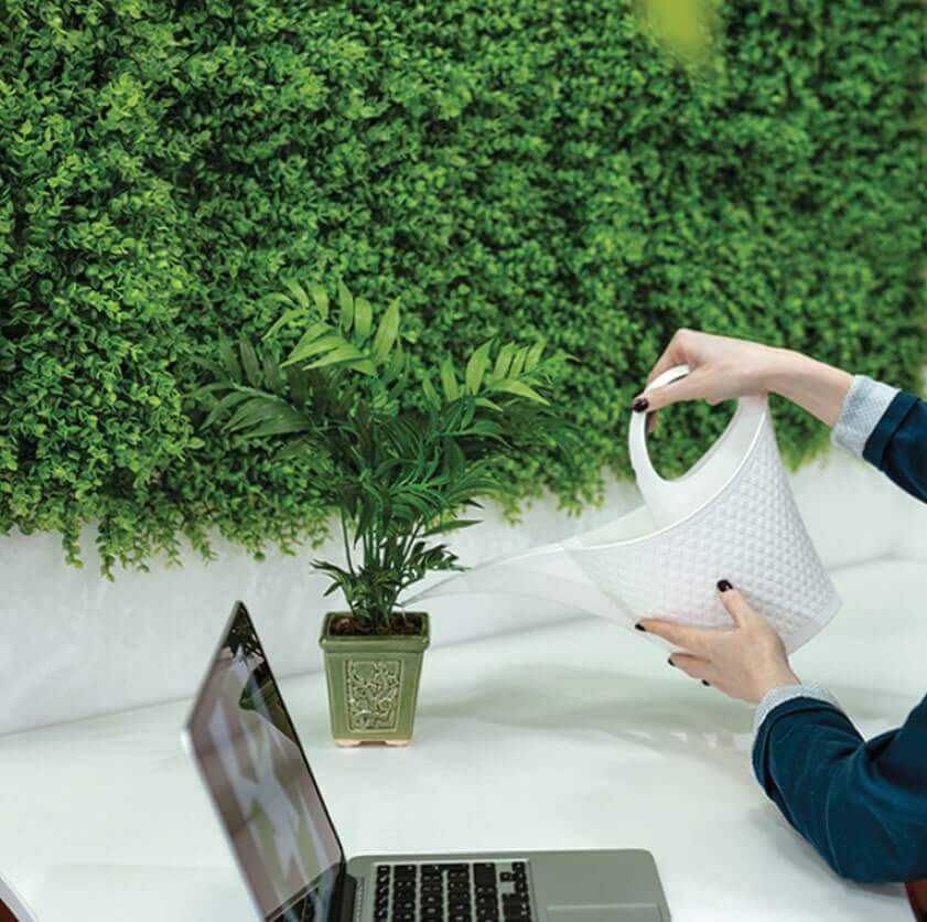 Top Plants